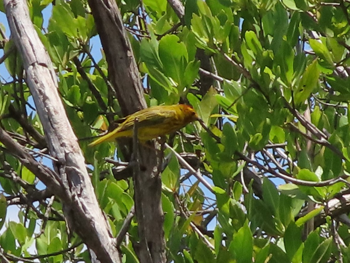 Yellow Warbler - ML465485571