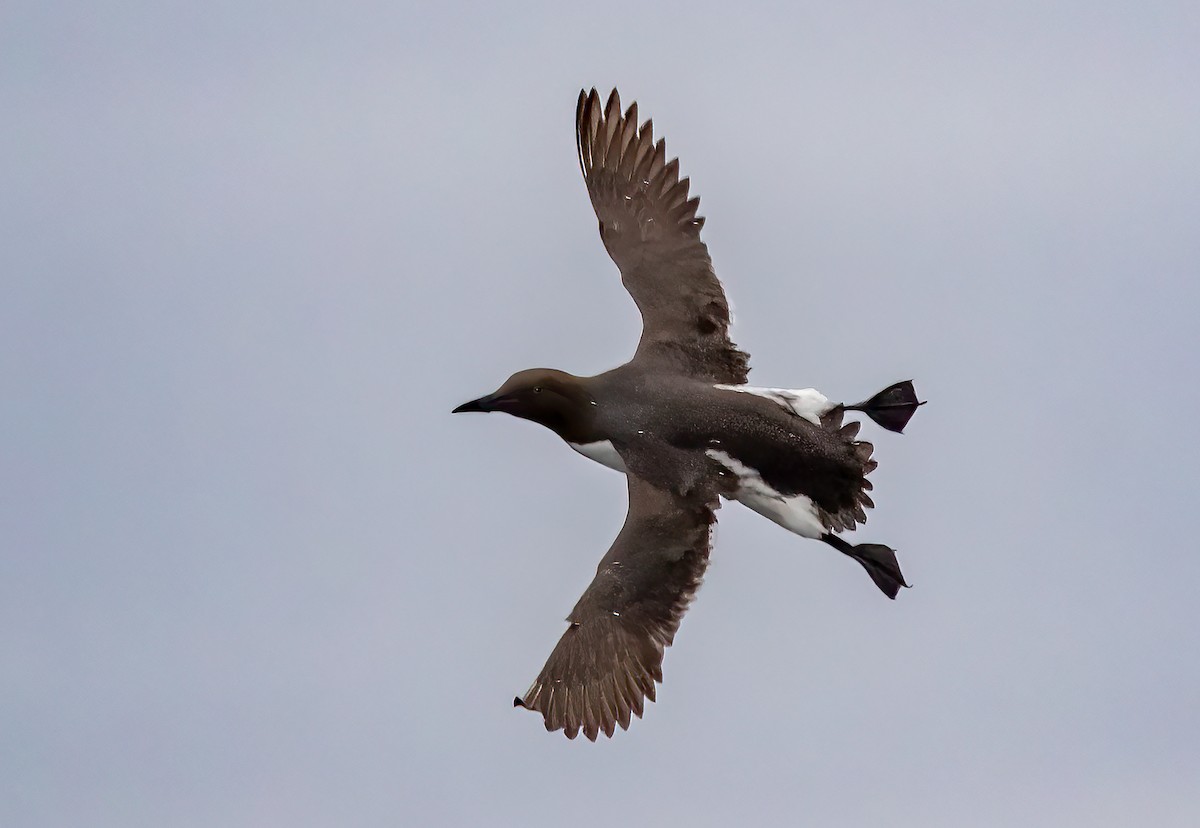 Common Murre - ML465486321