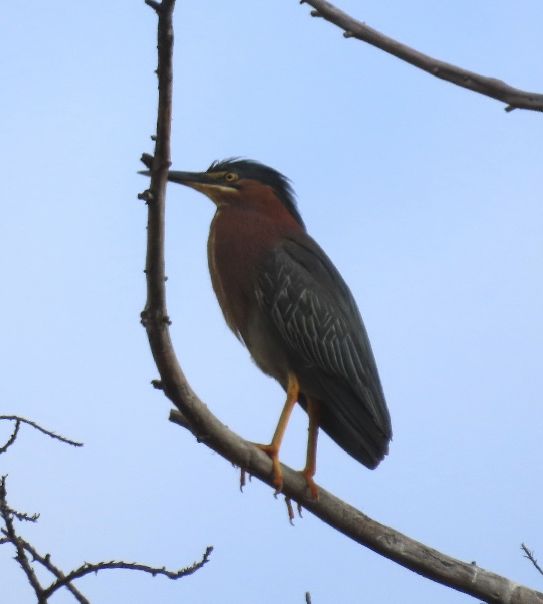 Green Heron (anthonyi) - ML465486731