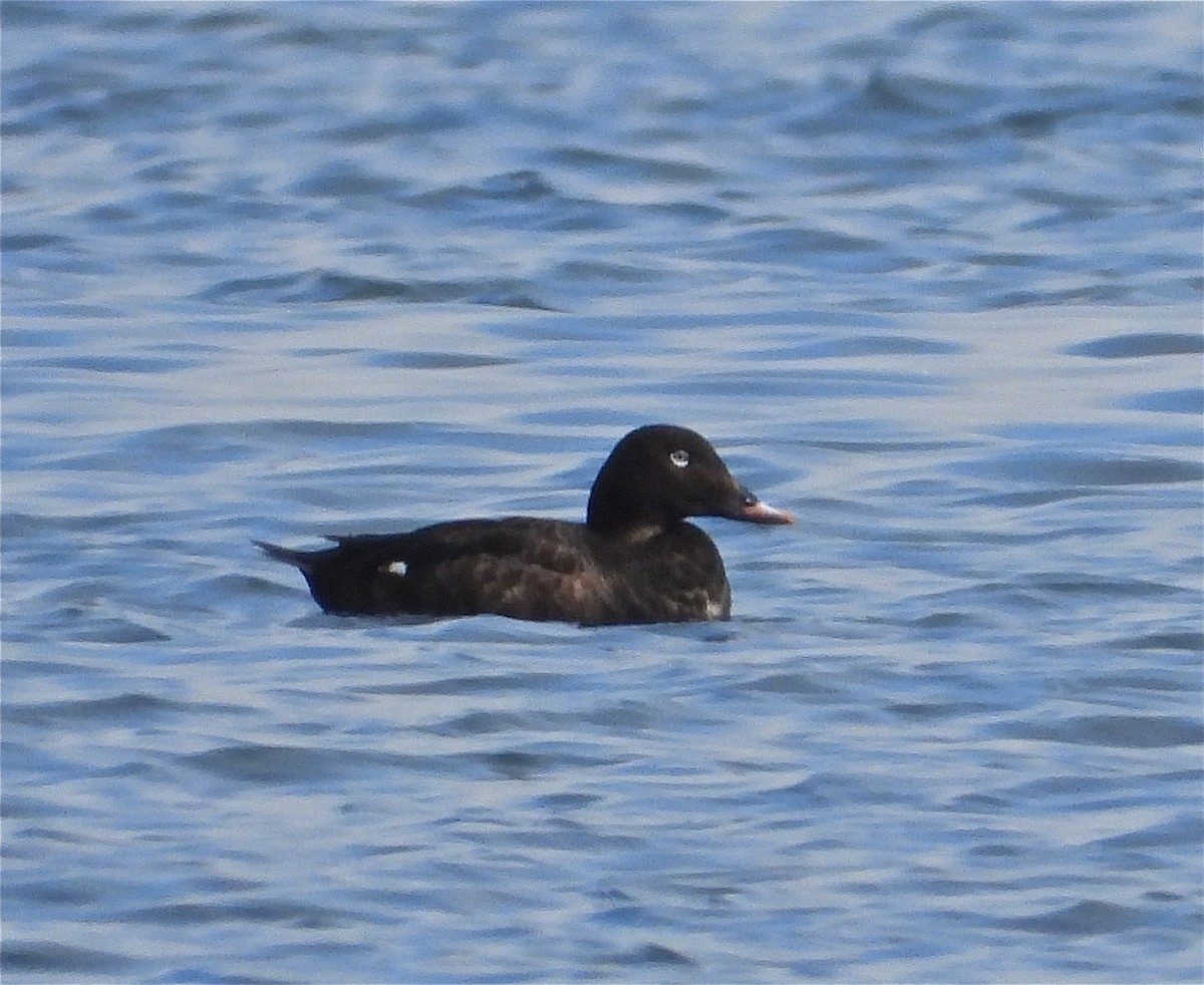 White-winged Scoter - Pair of Wing-Nuts