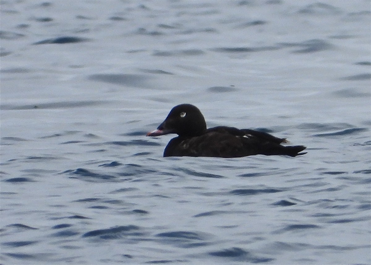 White-winged Scoter - Pair of Wing-Nuts