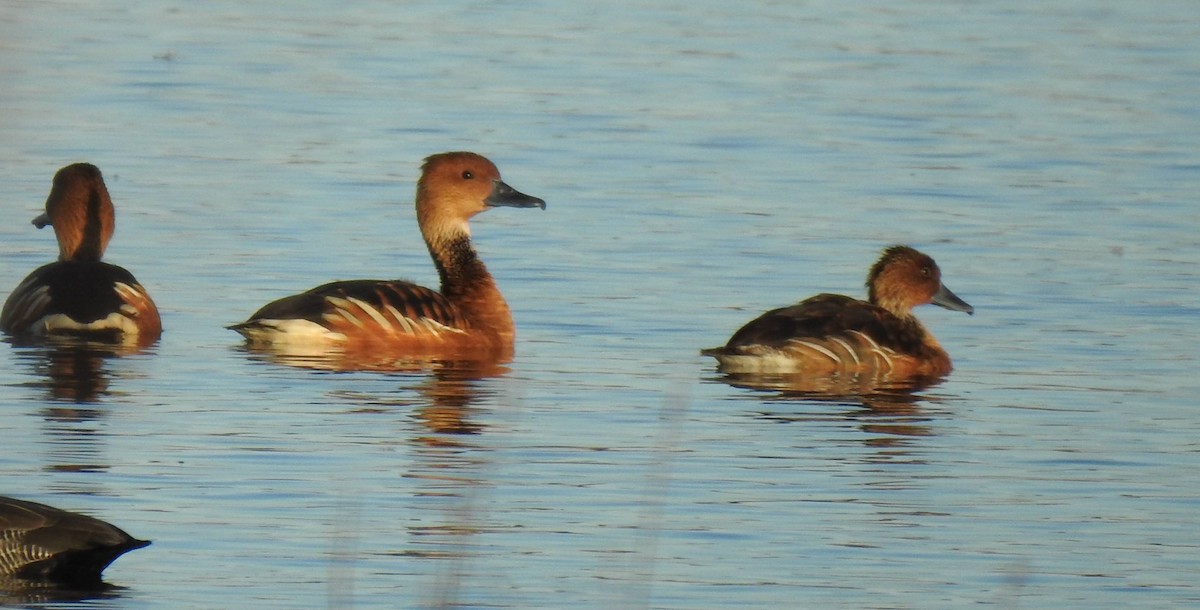 Fulvous Whistling-Duck - ML465487641