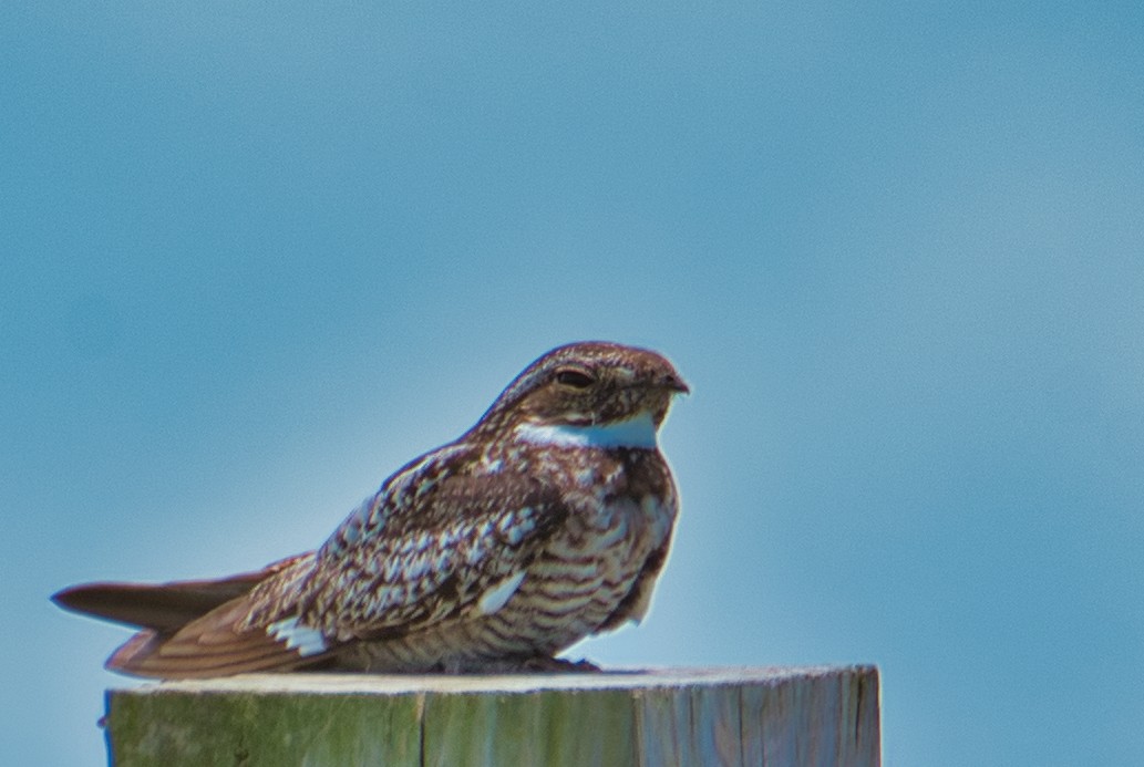 Common Nighthawk - Donald Fullmer