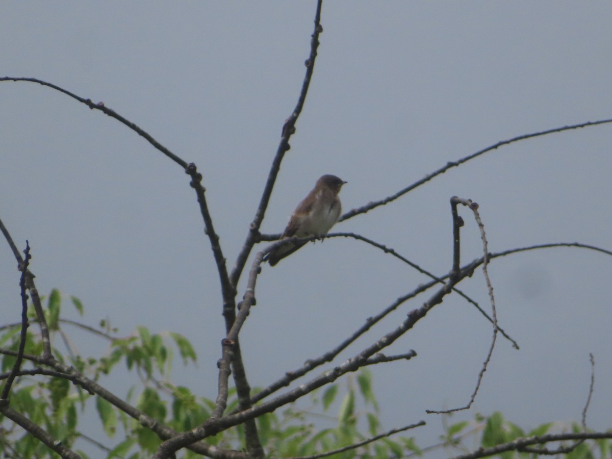 Northern Rough-winged Swallow - ML465489111