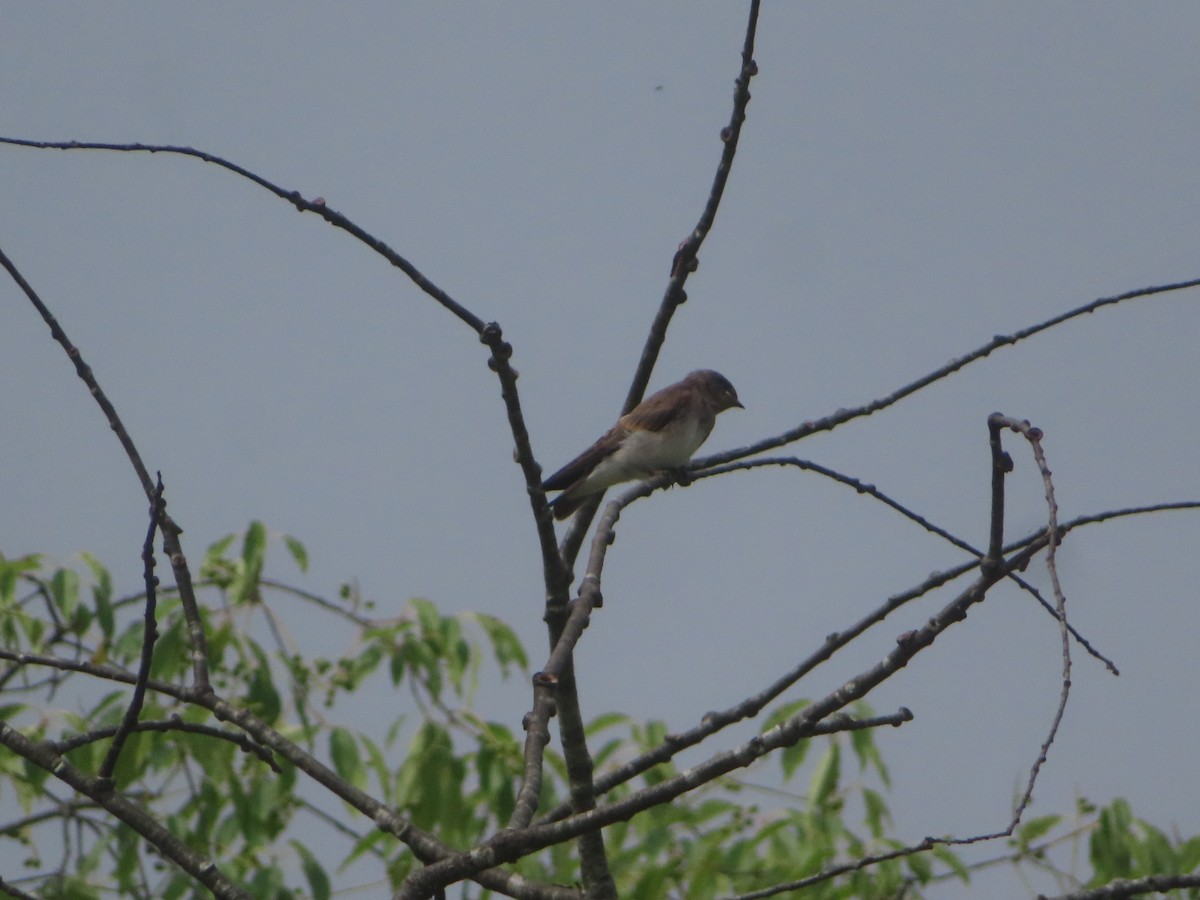 Northern Rough-winged Swallow - ML465489121