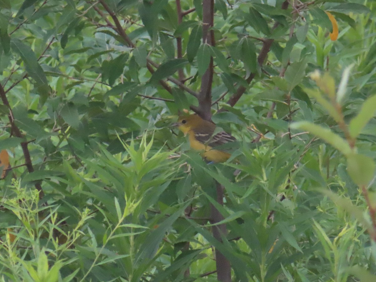 Orchard Oriole - Margaret Higbee