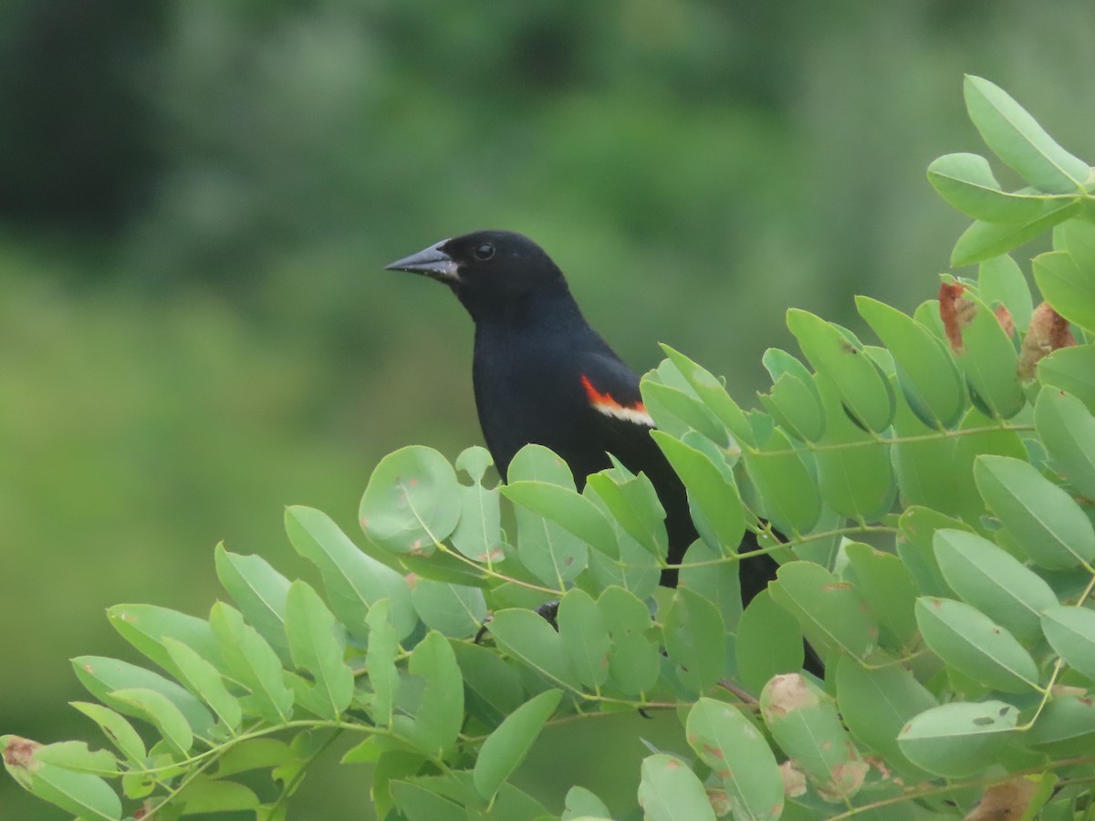 Red-winged Blackbird - ML465490621