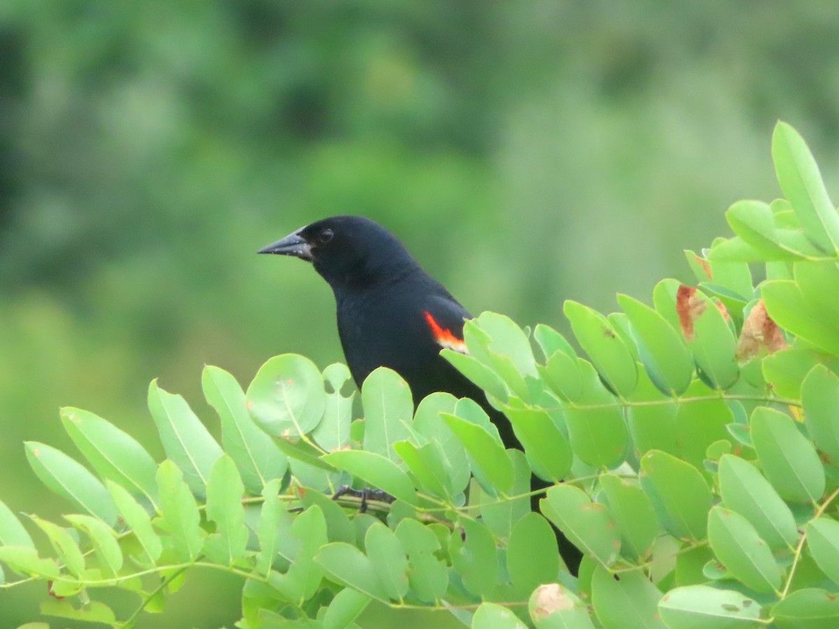 Red-winged Blackbird - ML465490631