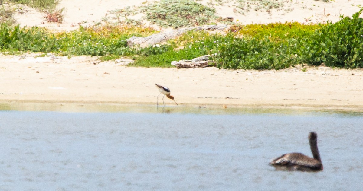 American Avocet - ML465490801