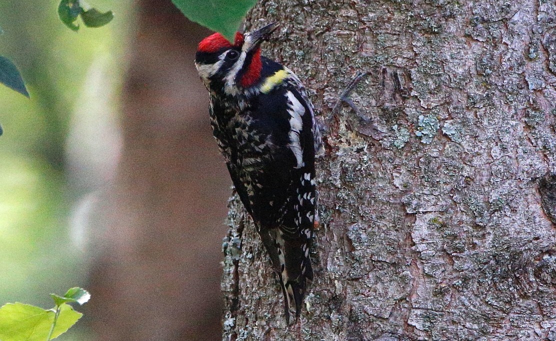 Yellow-bellied Sapsucker - ML465491201