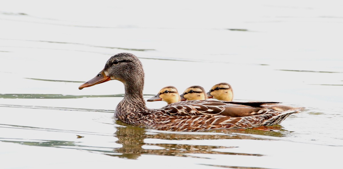 Mallard - ML465491511