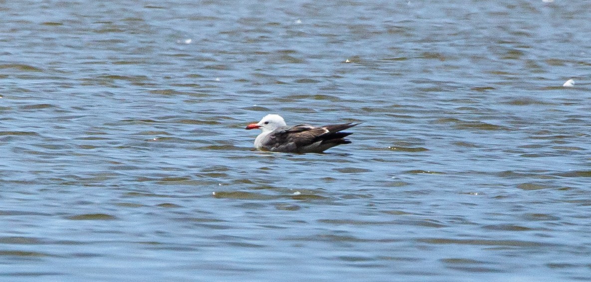 Heermann's Gull - Timothy Aarons