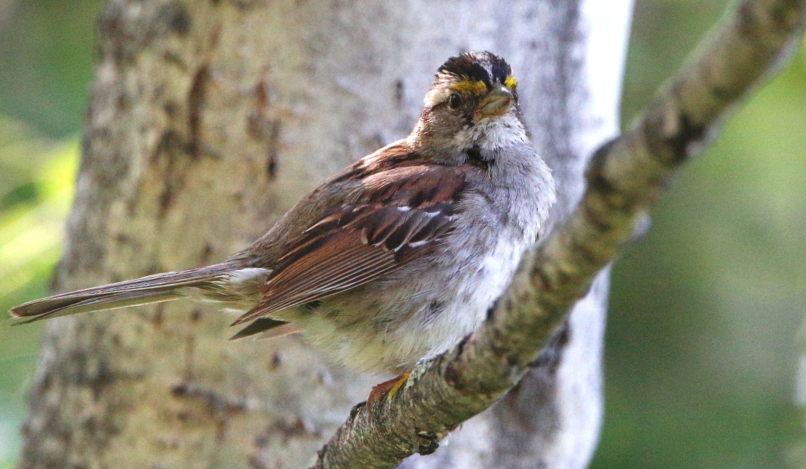 White-throated Sparrow - ML465491581