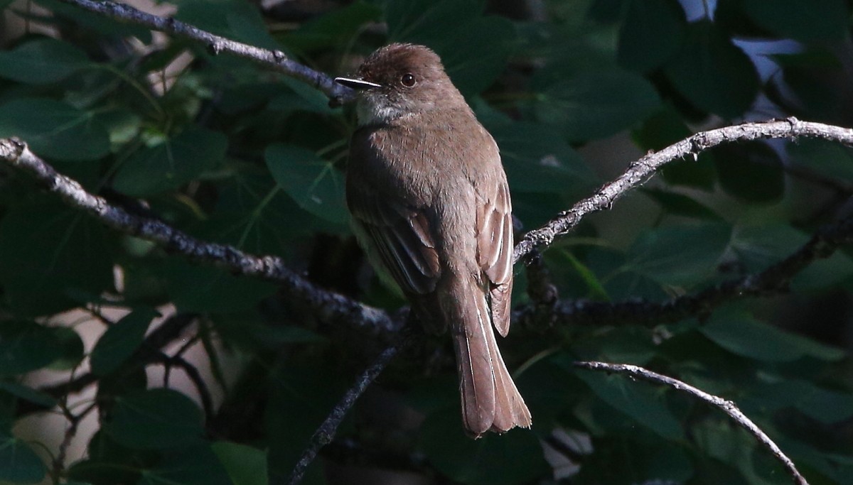 Eastern Phoebe - ML465491661