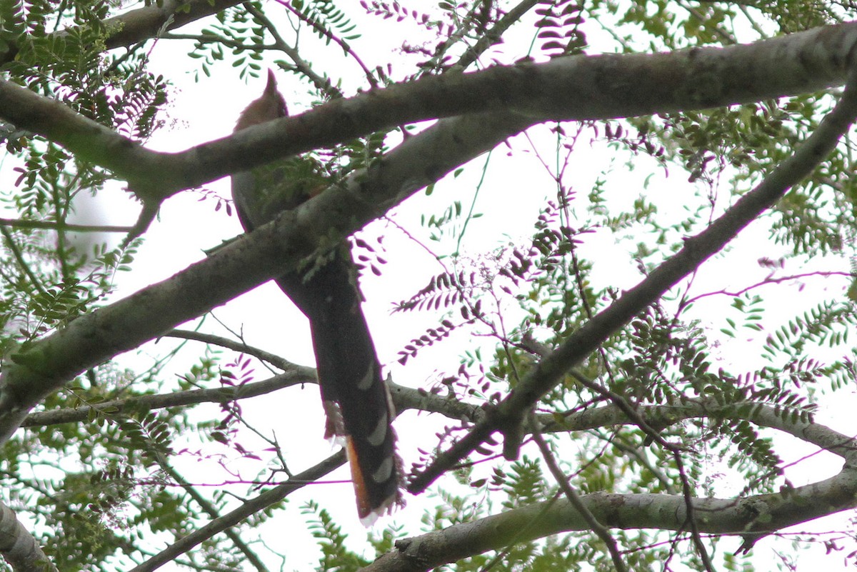 Squirrel Cuckoo - ML46549191