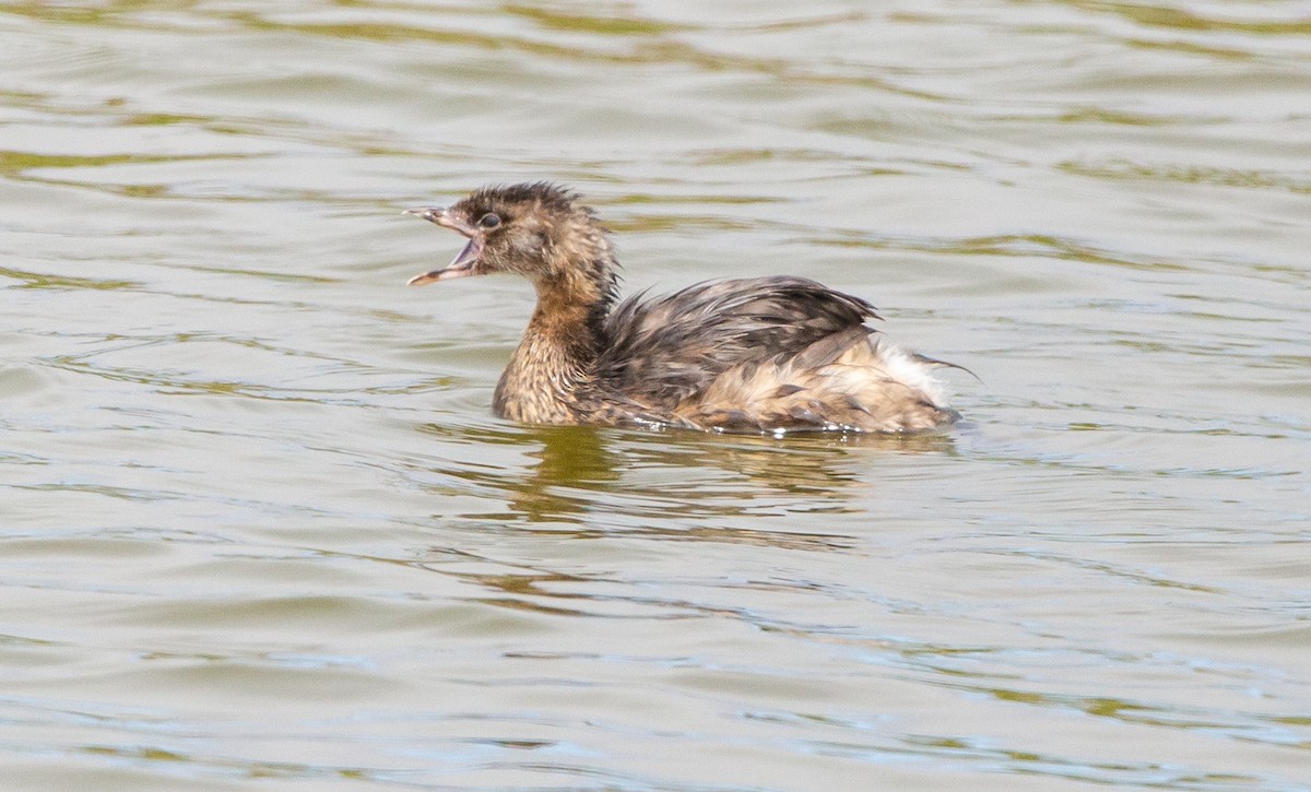 Pied-billed Grebe - ML465492161