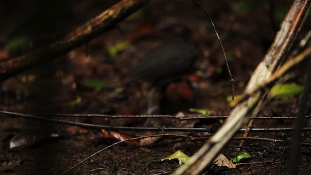 Dusky Megapode (Dusky) - ML465493