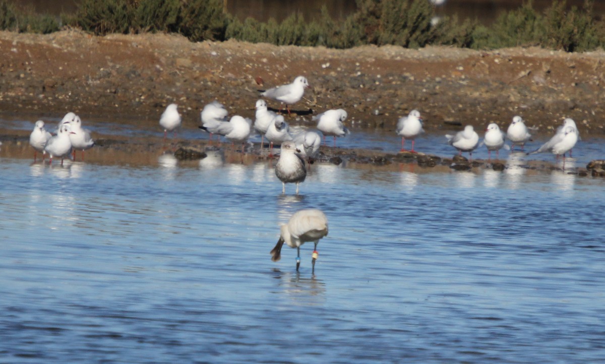 Eurasian Spoonbill - Dylan Pedro