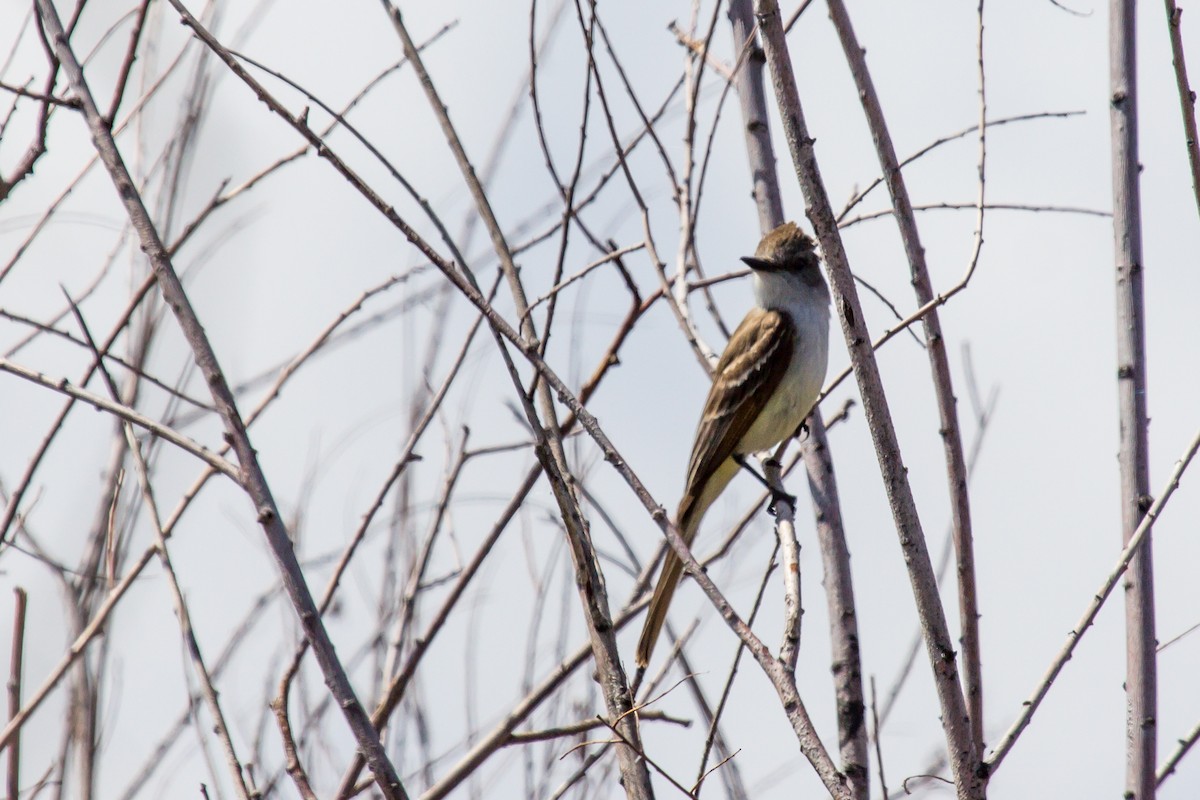 Ash-throated Flycatcher - ML465494831