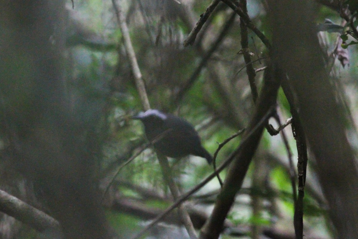 White-browed Antbird - ML46549561