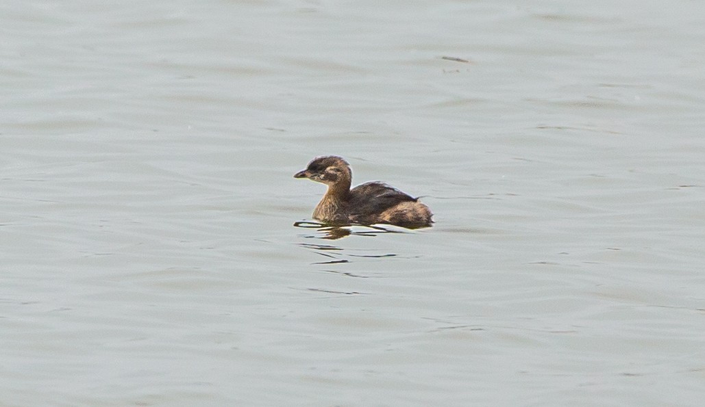 Pied-billed Grebe - ML465496601