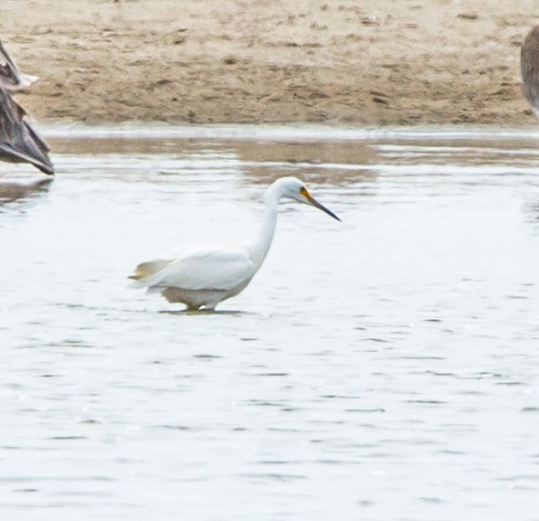 Snowy Egret - ML465496611