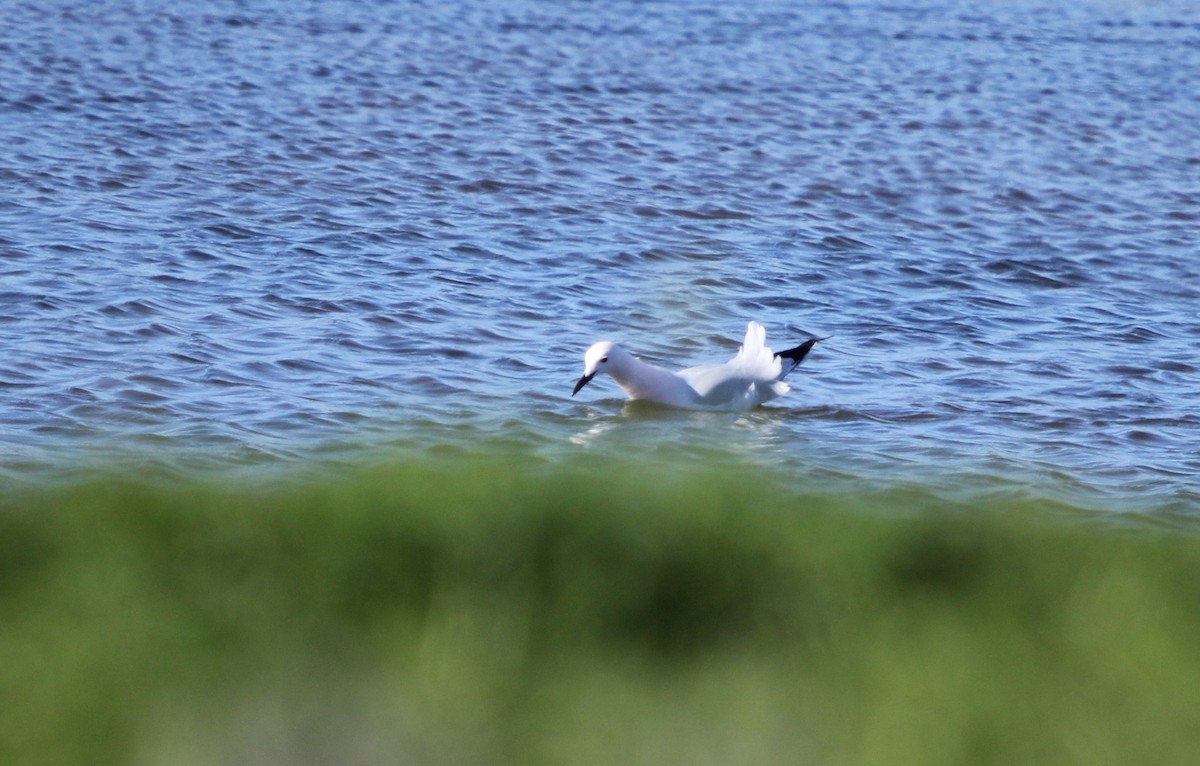 Slender-billed Gull - Dylan Pedro