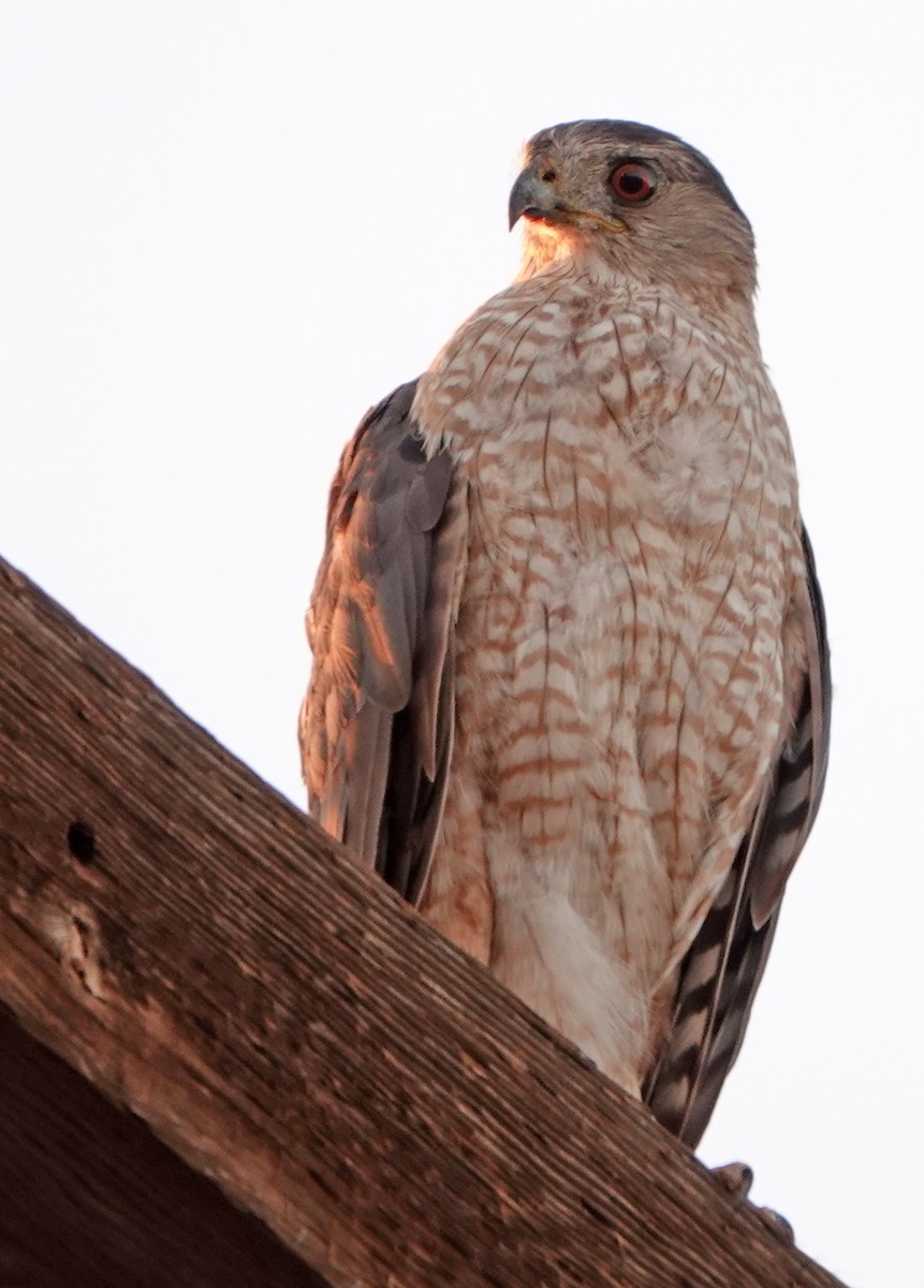 Cooper's Hawk - ML465497081