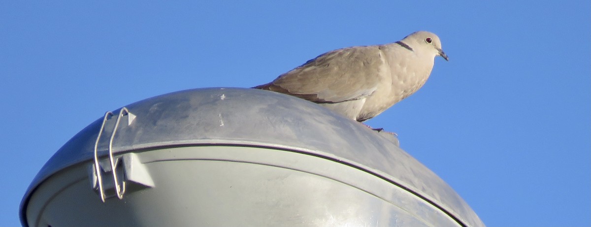 Eurasian Collared-Dove - ML465497281