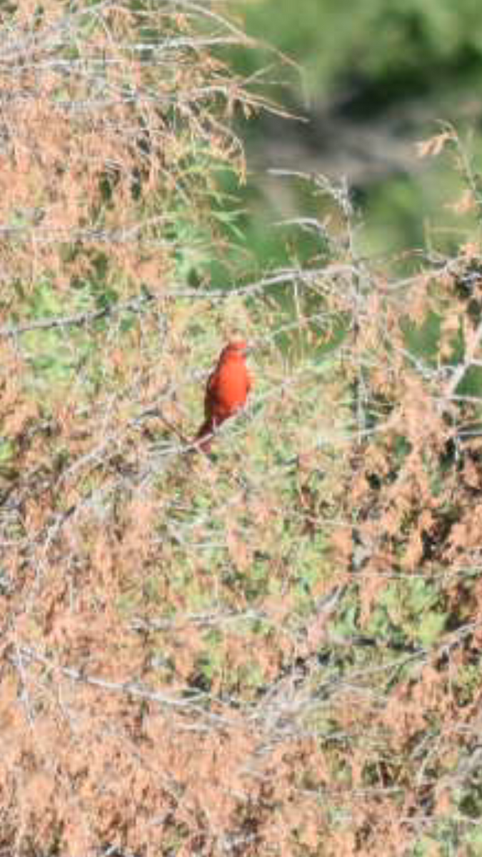 Summer Tanager - ML465497701