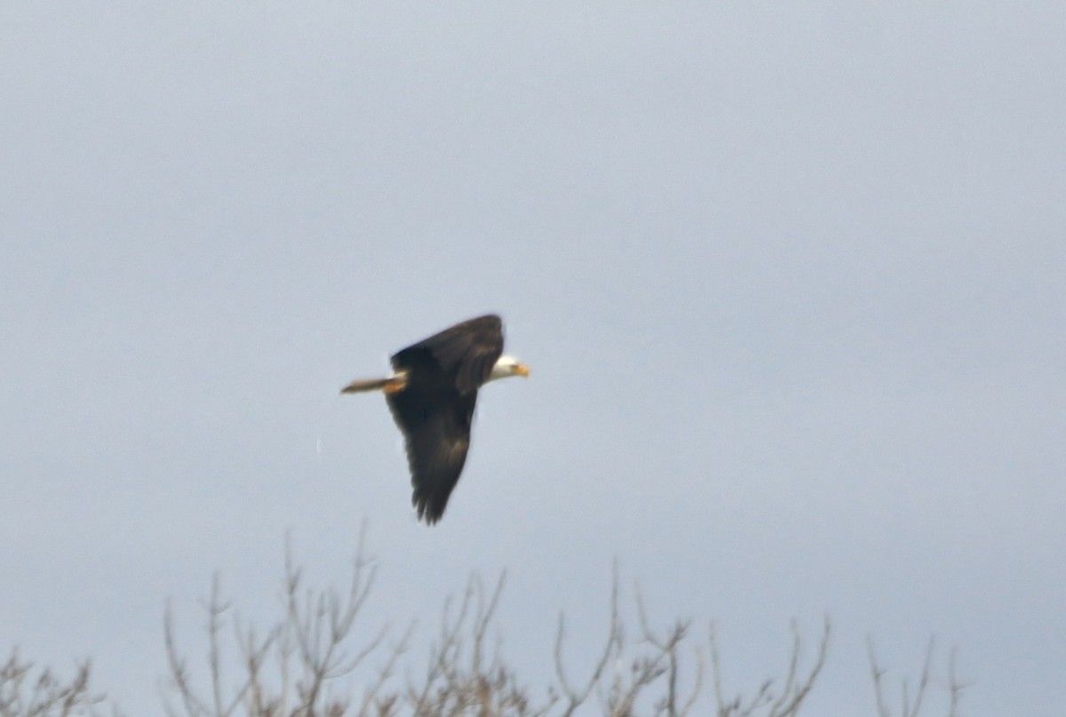 Weißkopf-Seeadler - ML46549771