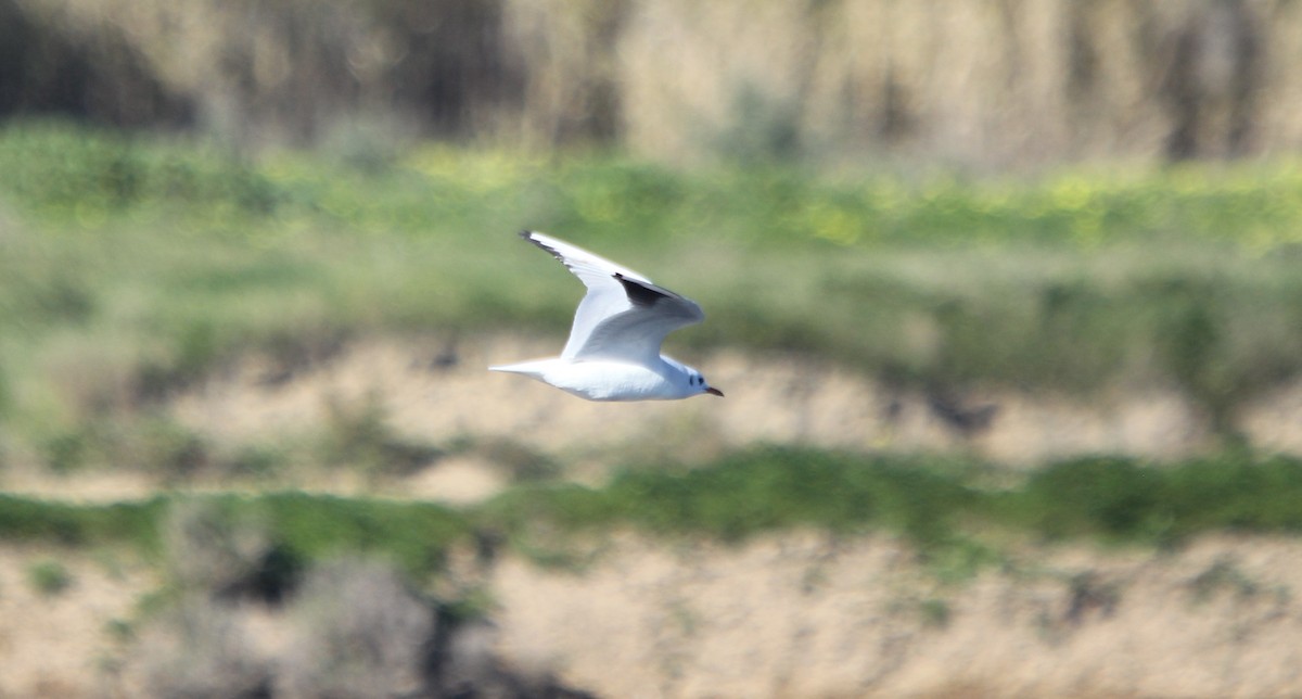 Black-headed Gull - ML46549781