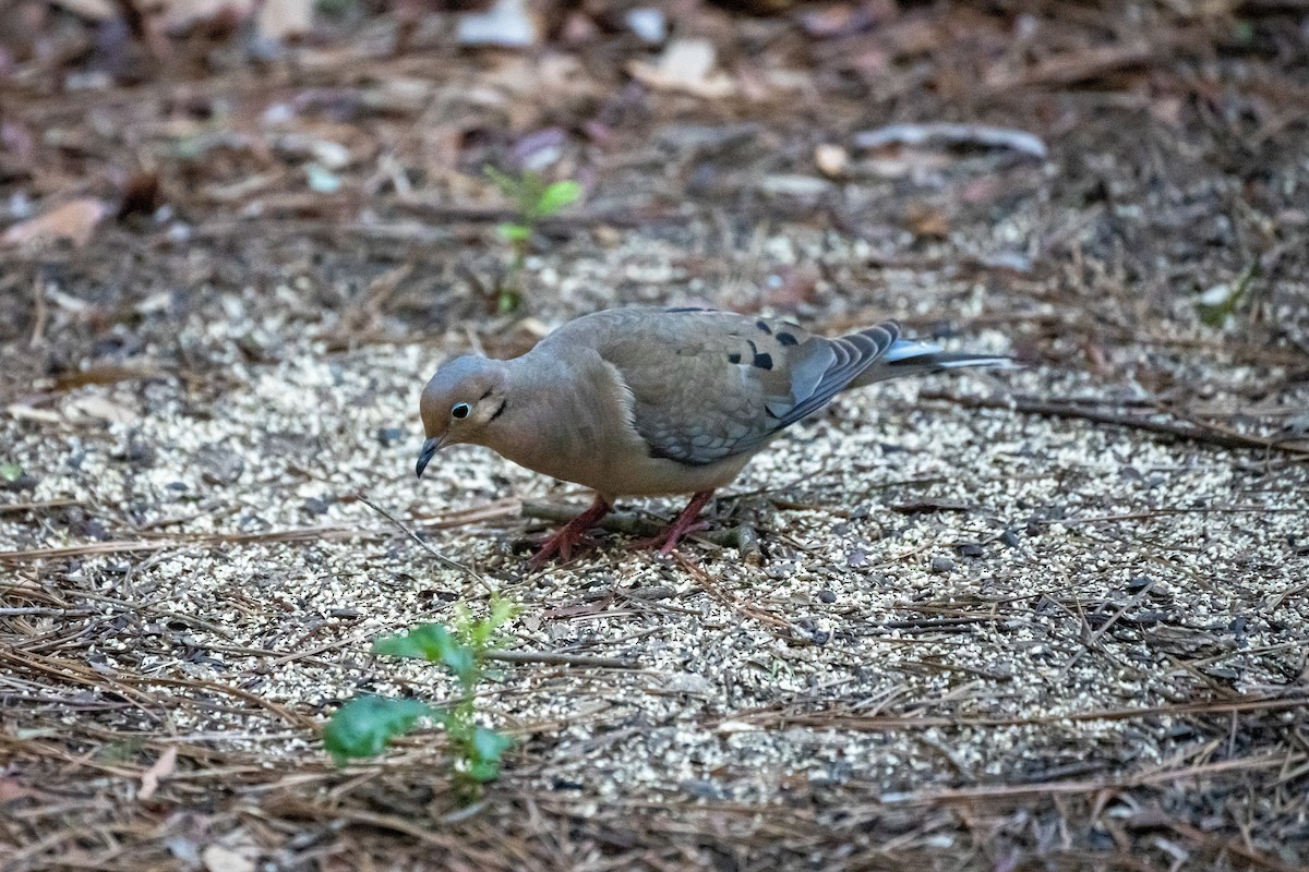 Mourning Dove - Breck Haining