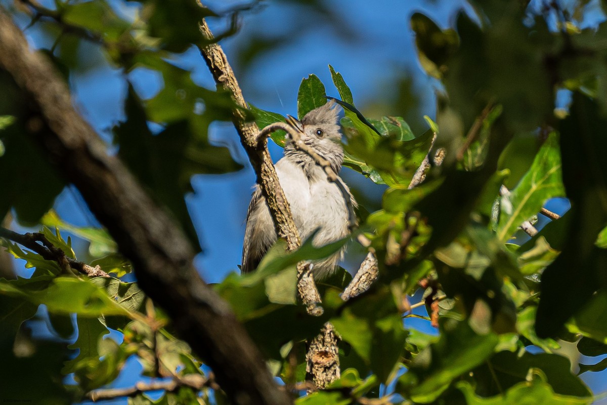 Tufted Titmouse - ML465498121