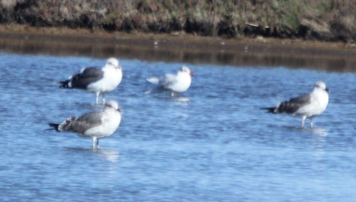 Mediterranean Gull - ML46549821