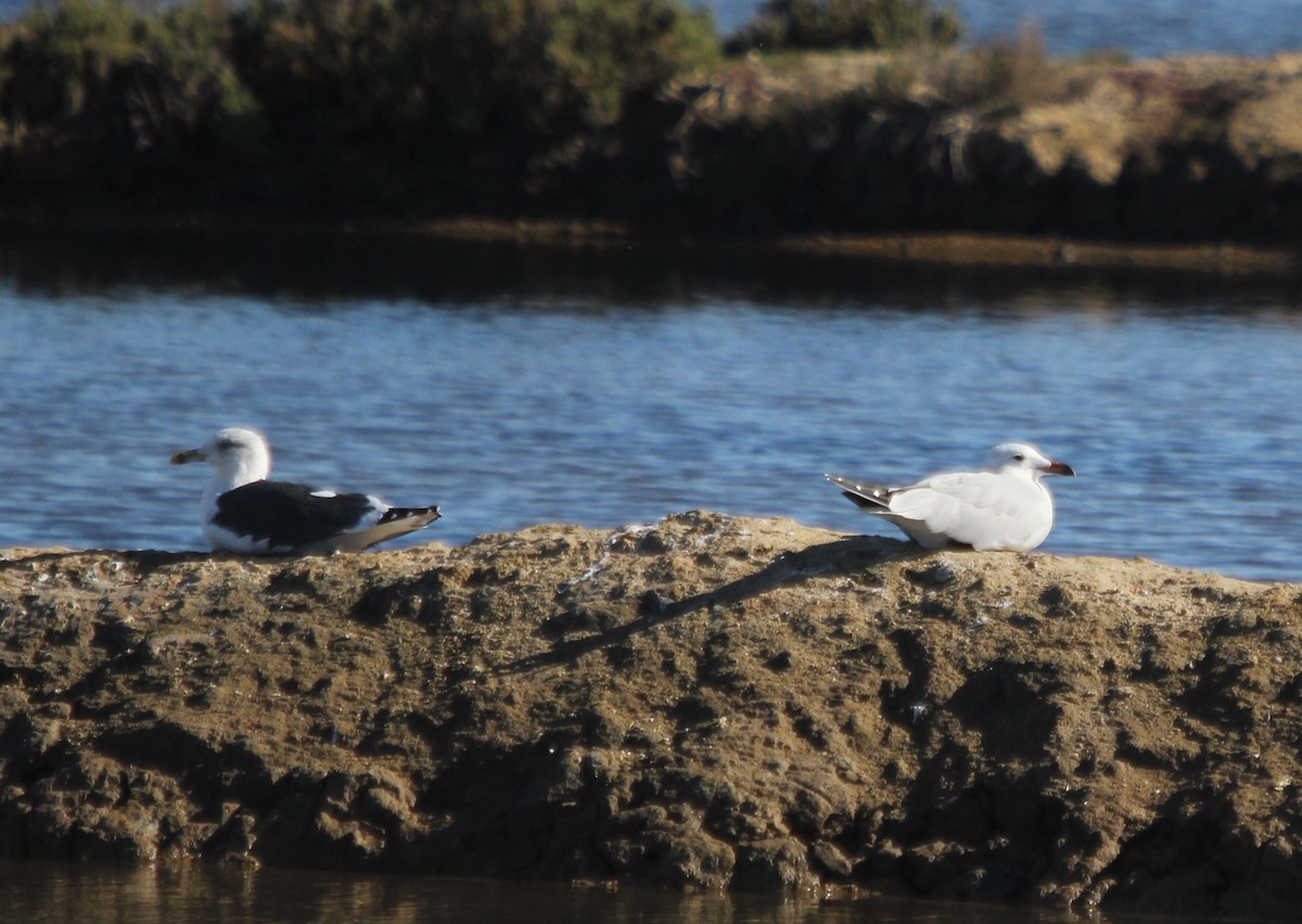 Audouin's Gull - ML46549861