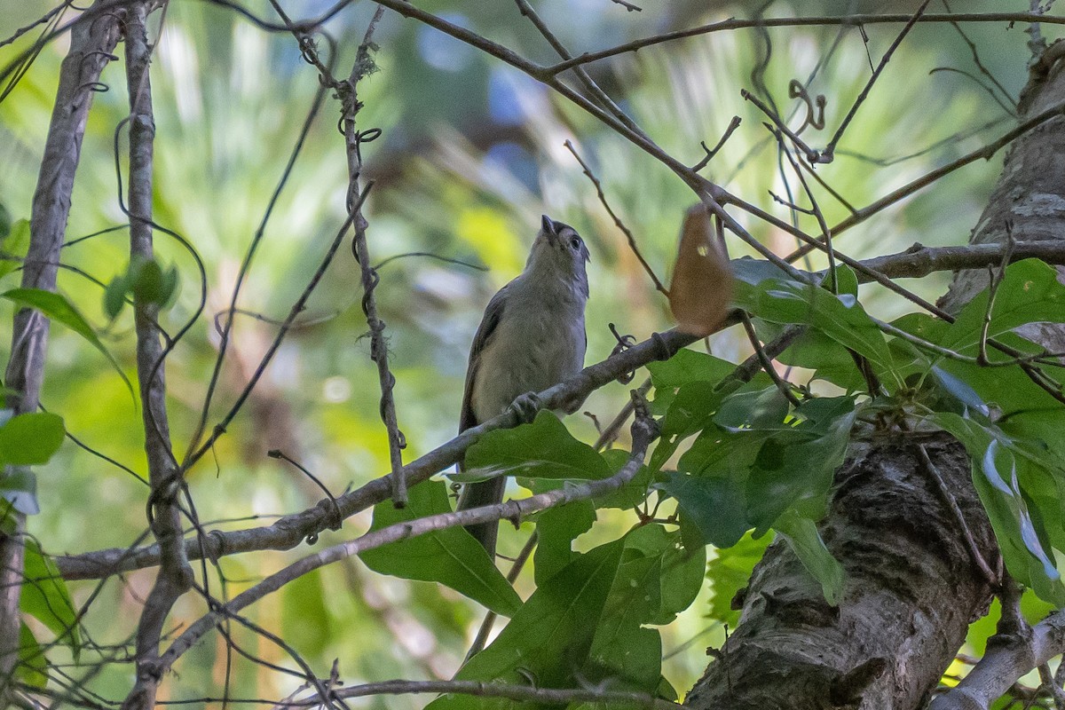 Tufted Titmouse - ML465498881