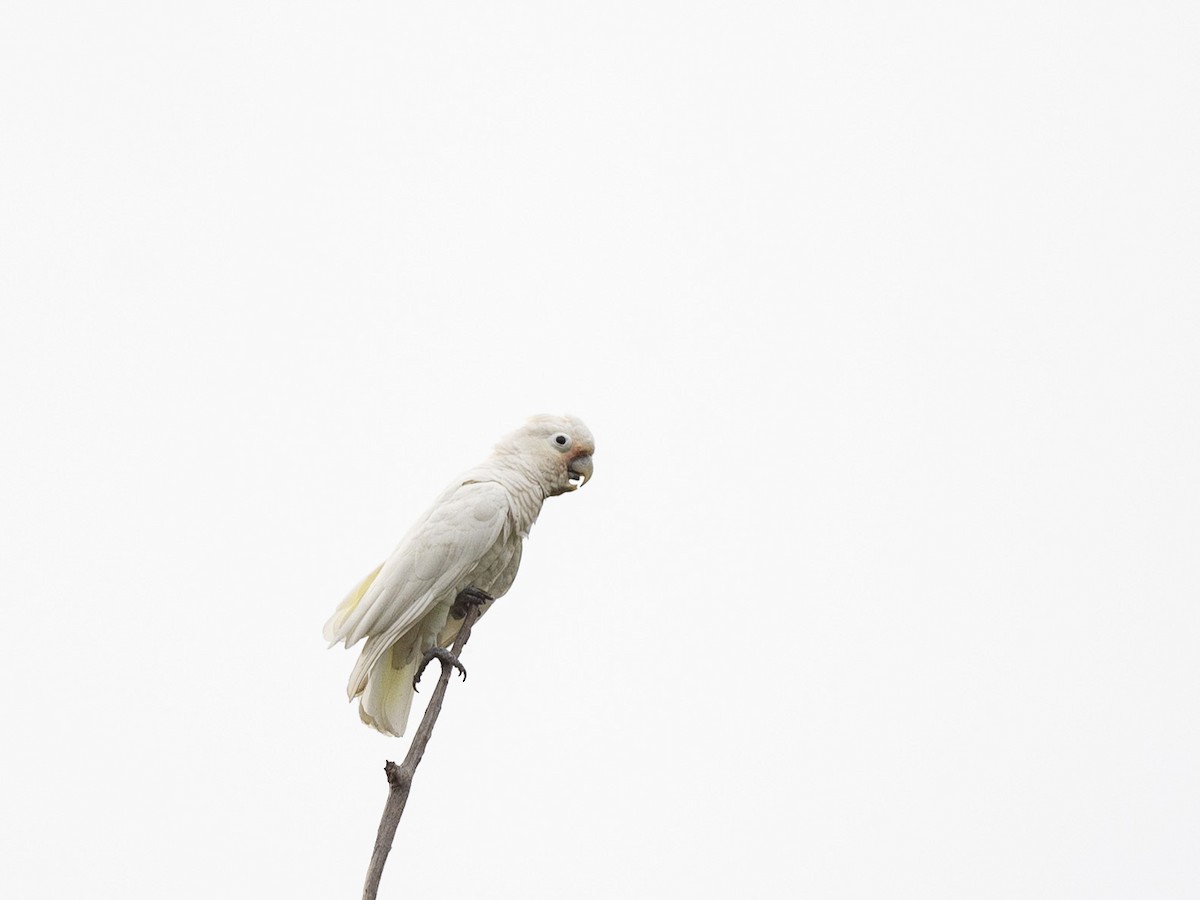 Tanimbar Corella - ML465498991