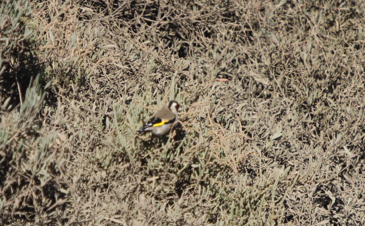 European Goldfinch - ML46549921