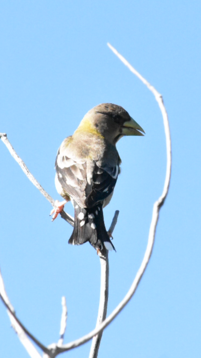 Evening Grosbeak - ML465499221