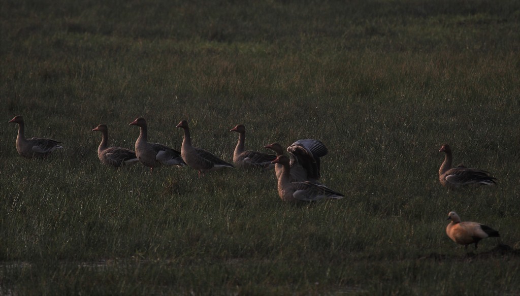 Graylag Goose - ML465499401