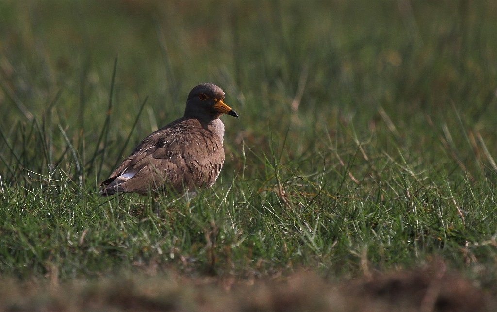 Gray-headed Lapwing - Druva  Murali