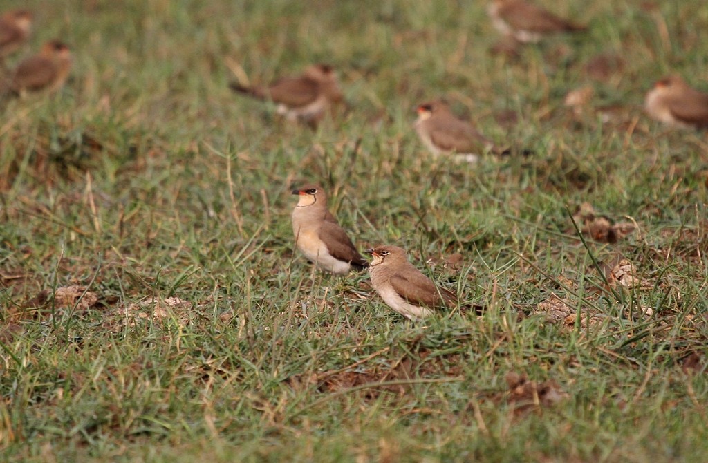 Oriental Pratincole - ML465499661