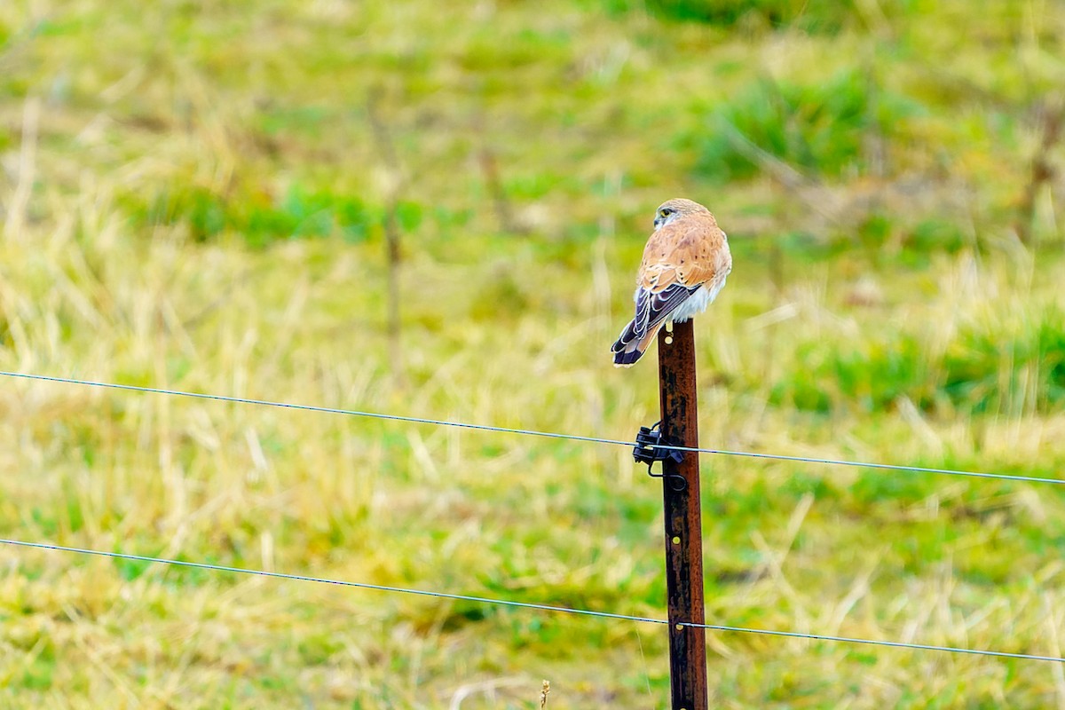 Nankeen Kestrel - ML465499821