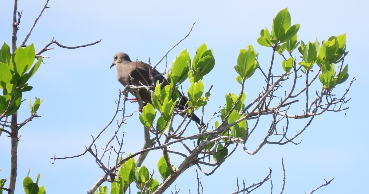 Eared Dove - ML465500091