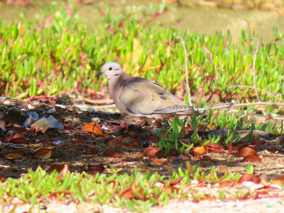 Eared Dove - ML465500281