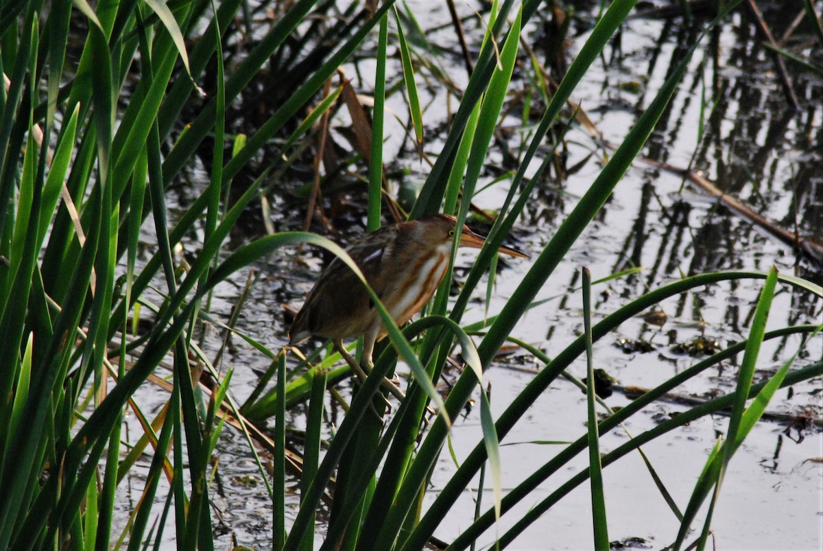 Cinnamon Bittern - ML465500491