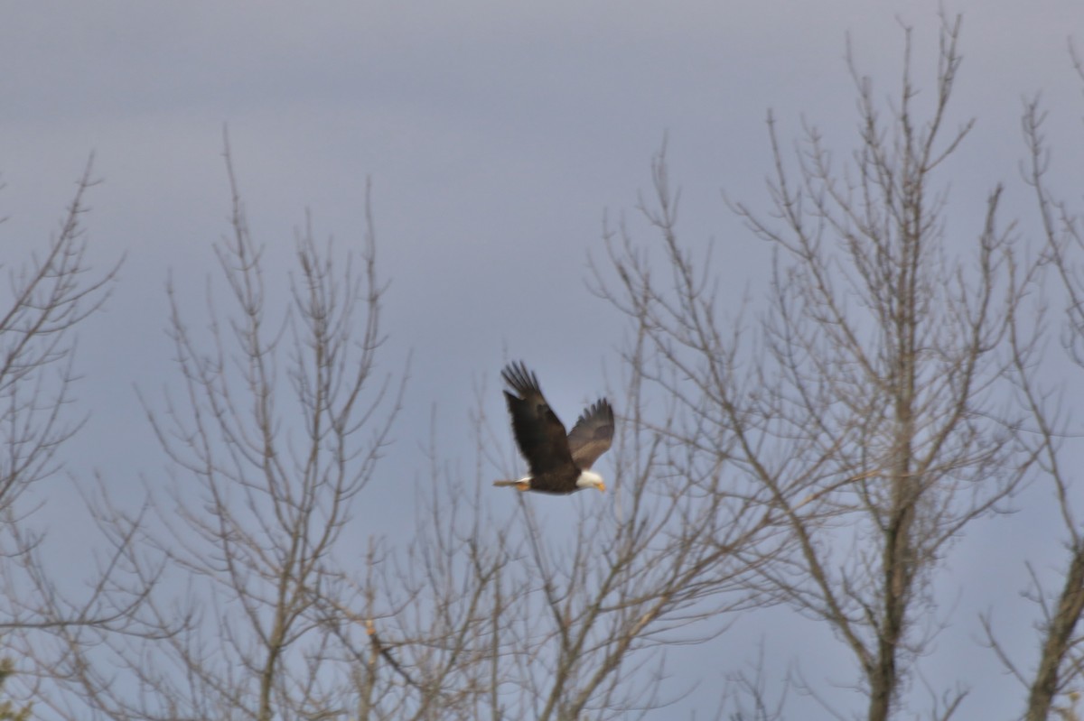 Bald Eagle - ML46550071