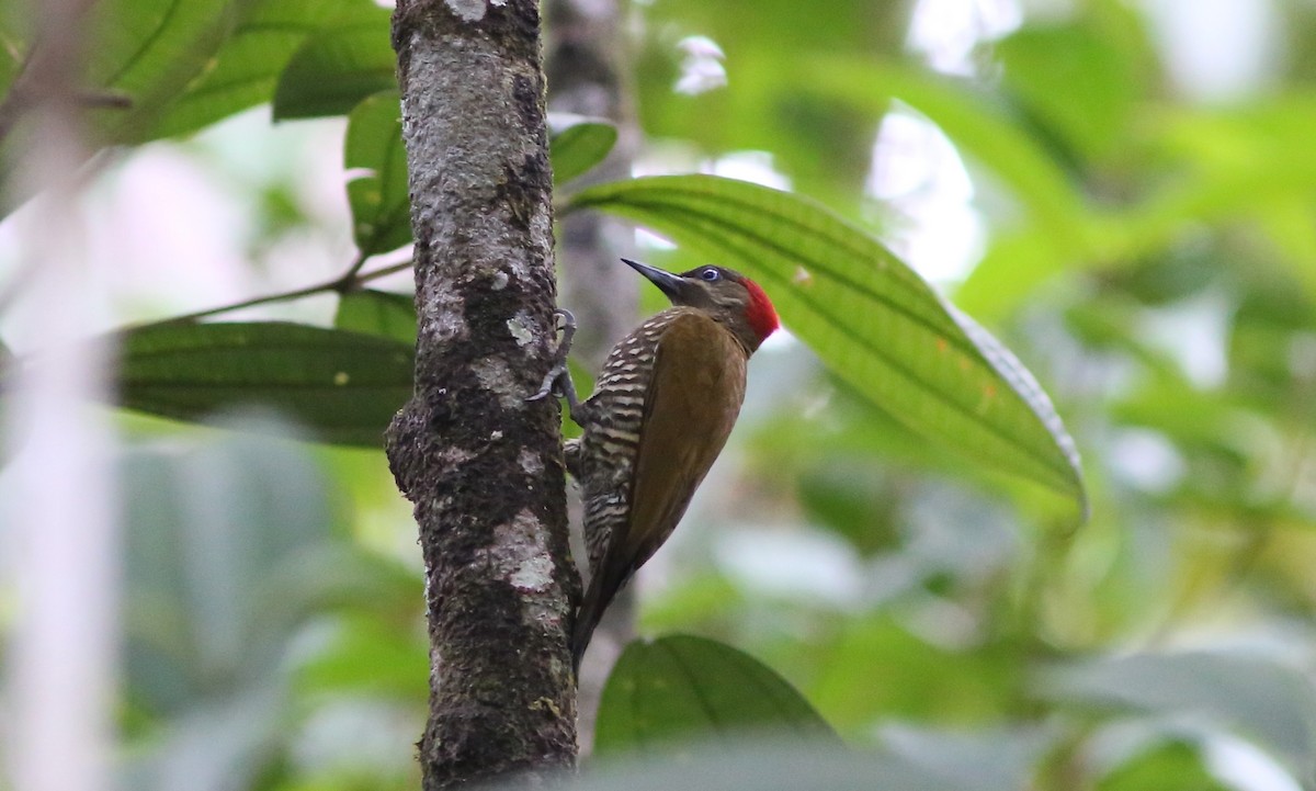 Stripe-cheeked Woodpecker - Rohan van Twest