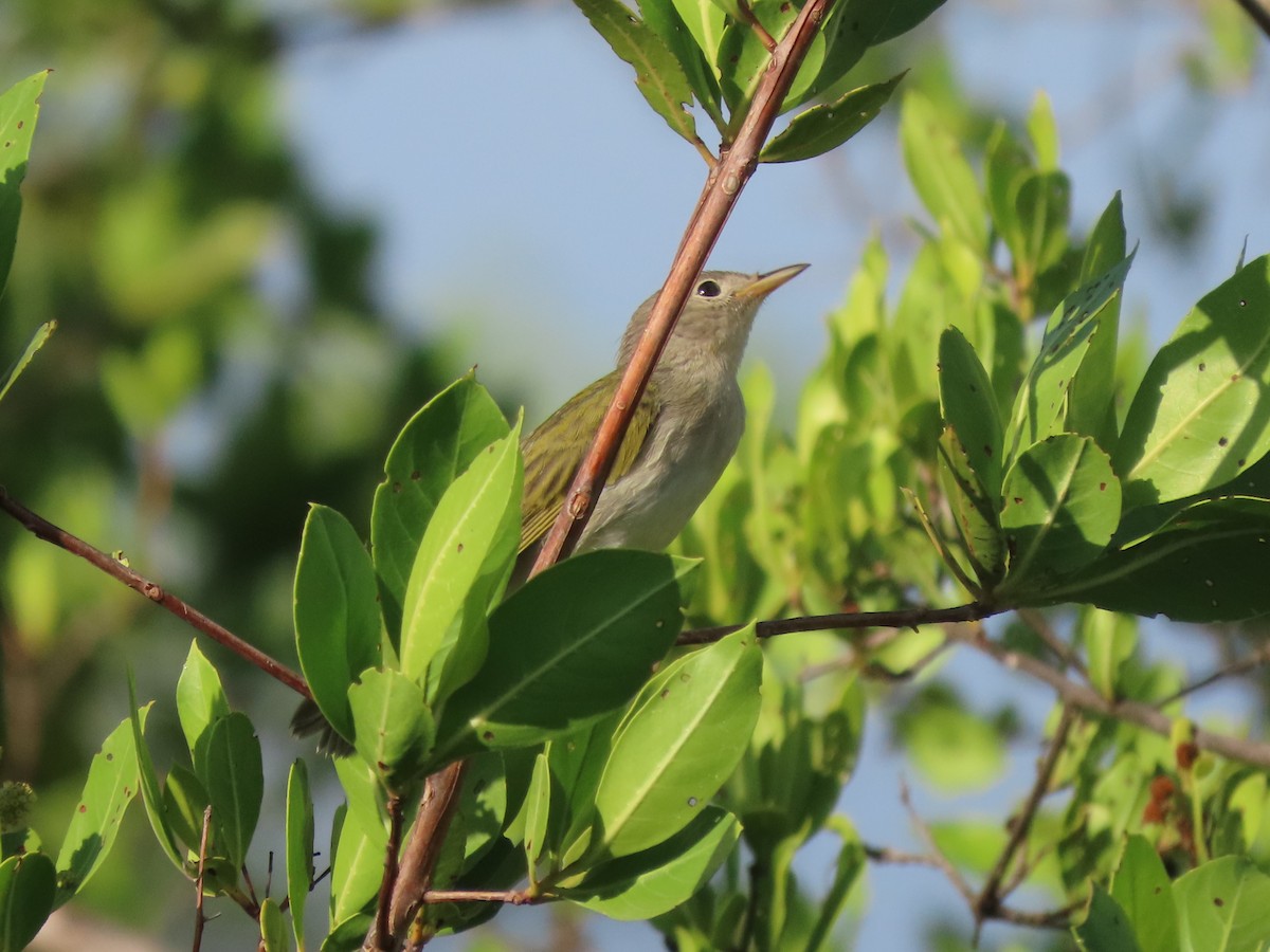 Yellow Warbler - ML465501451